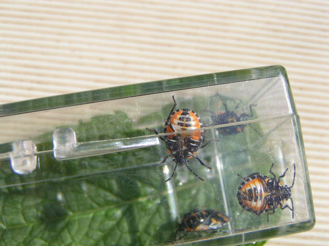 Harlequin Bug, Murgantia histrionica