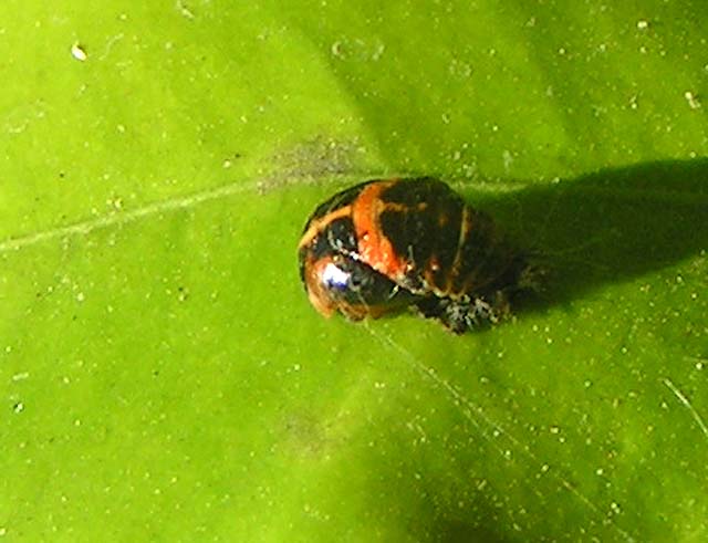Multicolored Asian Lady Beetle, Harmonia axyridis