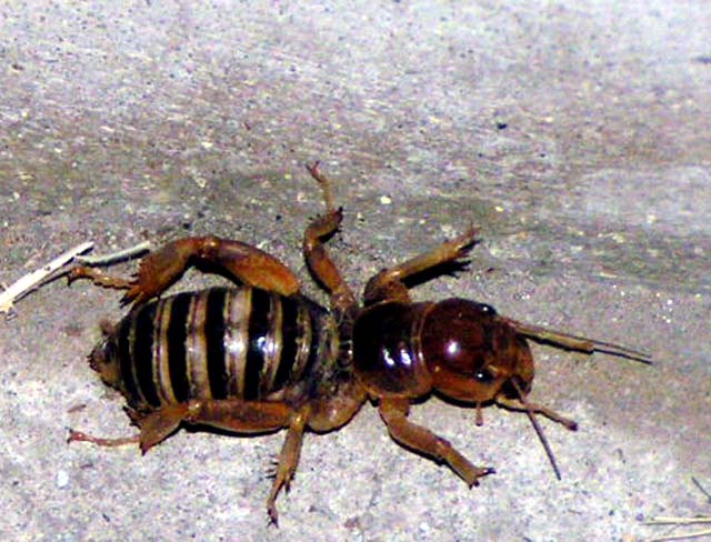 Jerusalem Cricket, Stenopelmatus fuscus