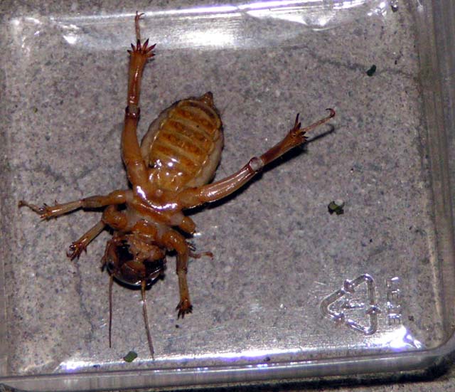 Jerusalem Cricket, Stenopelmatus fuscus