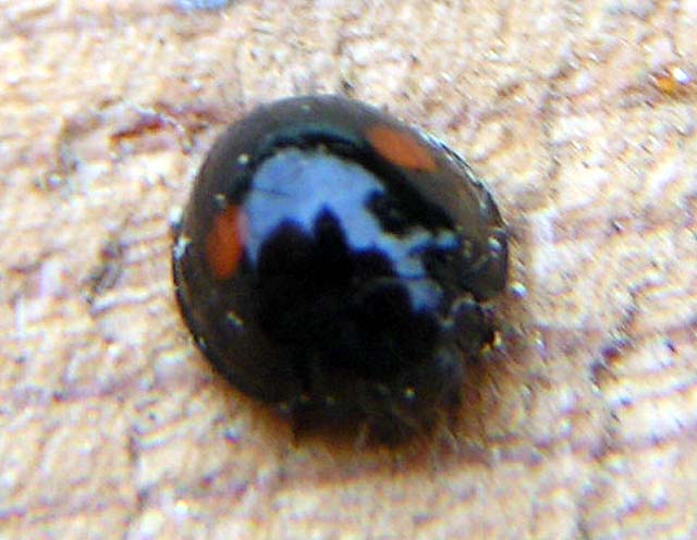 Convergent Lady Beetle, Hippodamia convergens