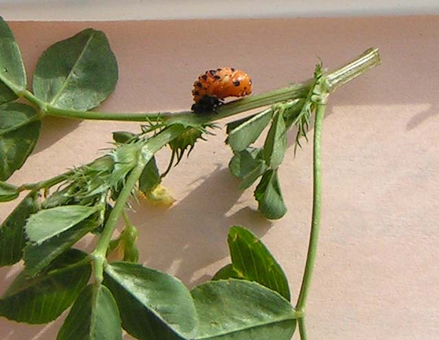 7 Spotted Ladybug, Coccinella septempunctata