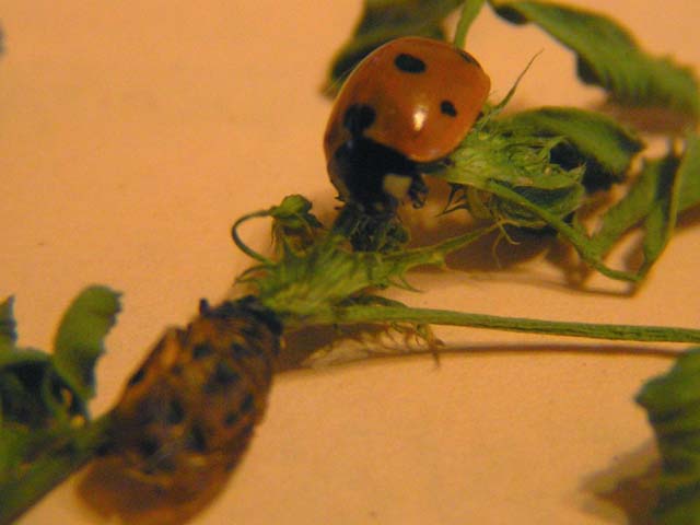 7 Spotted Ladybug, Coccinella septempunctata