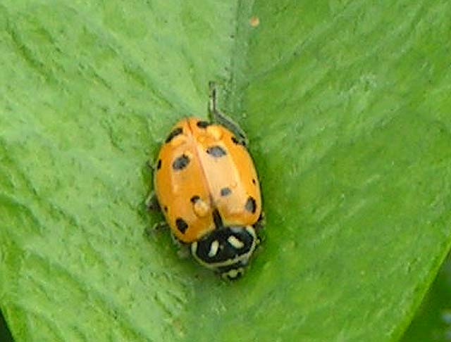 Convergent Lady Beetle, Hippodamia convergens