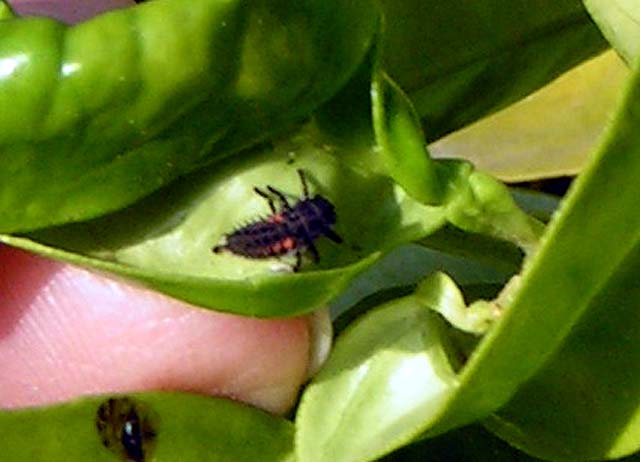 Convergent Lady Beetle, Hippodamia convergens