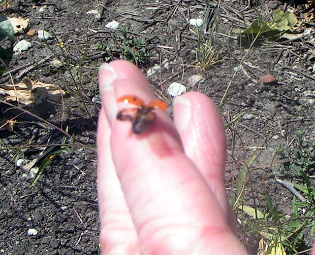 Convergent Lady Beetle, Hippodamia convergens