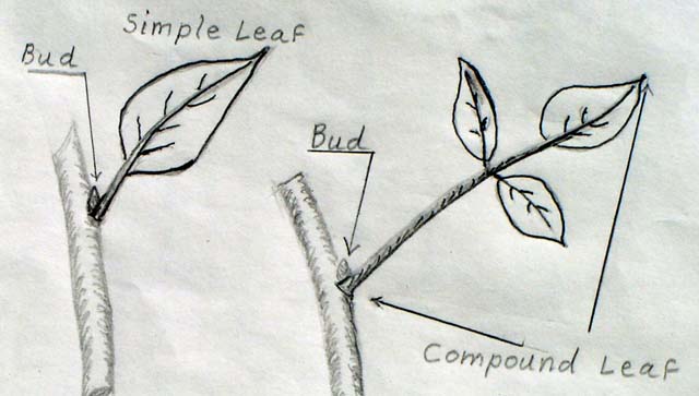 Leaf diagram 1.JPG