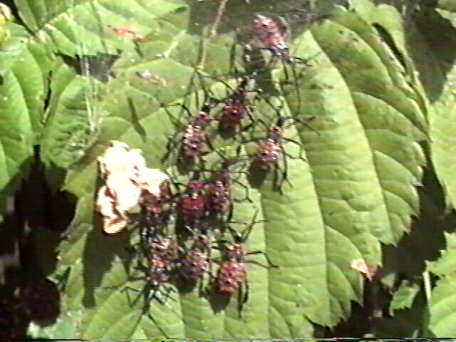 Leaf-Footed Bug, Leptoglossus clypealis