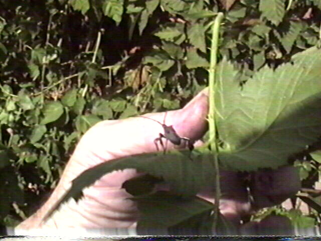 Leaf-Footed Bug, Leptoglossus clypealis