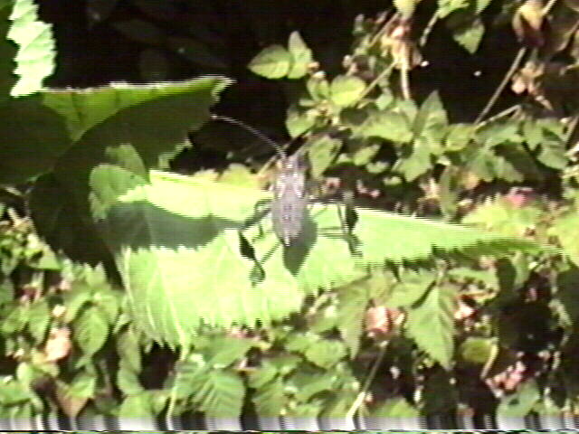 Leaf-Footed Bug, Leptoglossus clypealis