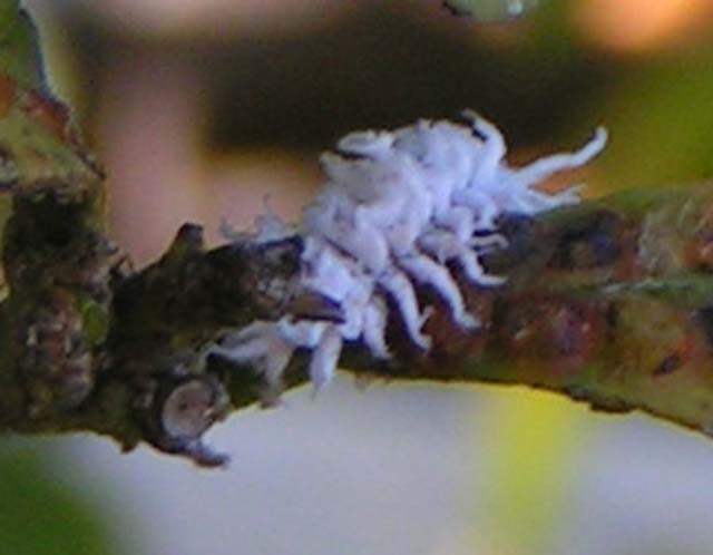 Mealybug Destroyer, Cryptolaemus montrouzieri