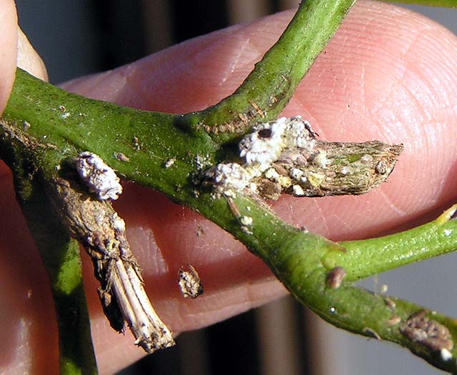 Mealybug Destroyer, Cryptolaemus montrouzieri