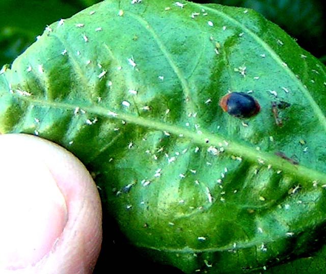 Mealybug Destroyer, Cryptolaemus montrouzieri