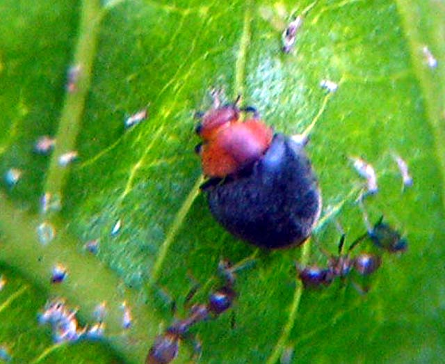 Mealybug Destroyer, Cryptolaemus montrouzieri