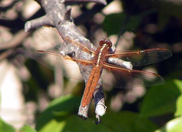 Neon Skimmer, Libellula croceipennis