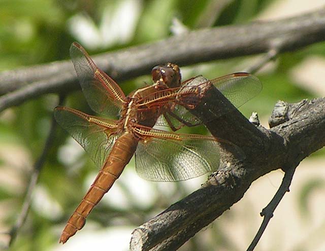 Neon Skimmer, Libellula croceipennis