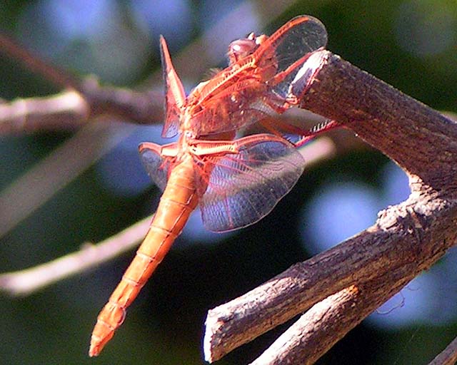 Neon Skimmer, Libellula croceipennis