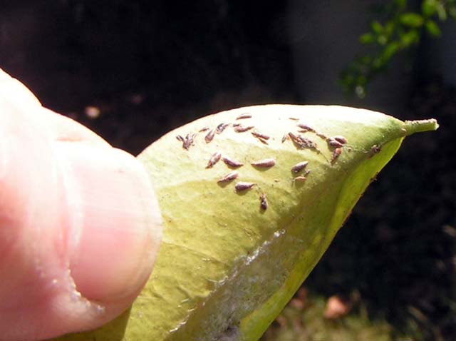 Purple Scale, Lepidosaphes beckii