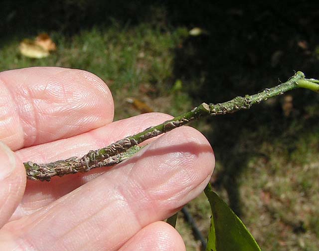 Purple Scale, Lepidosaphes beckii