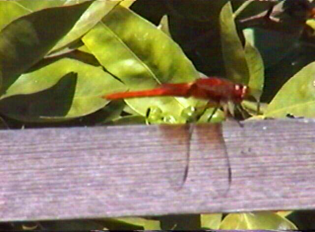 Red Skimmer, Libellula saturata