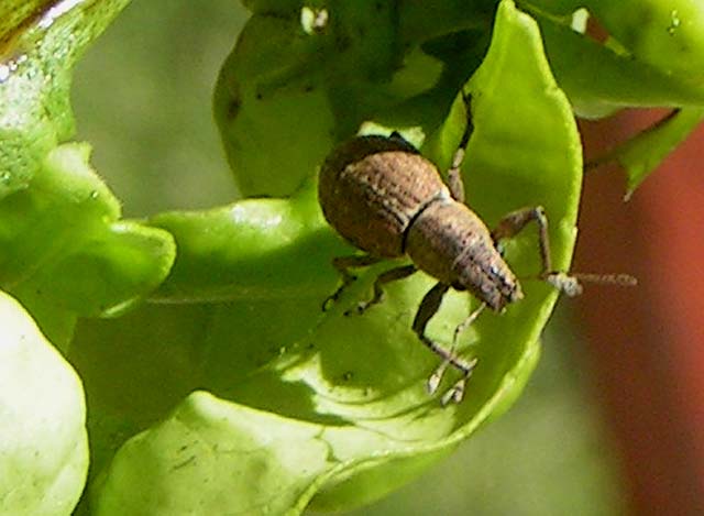 Fuller's Rose Weevil, Pantomorus cervinus