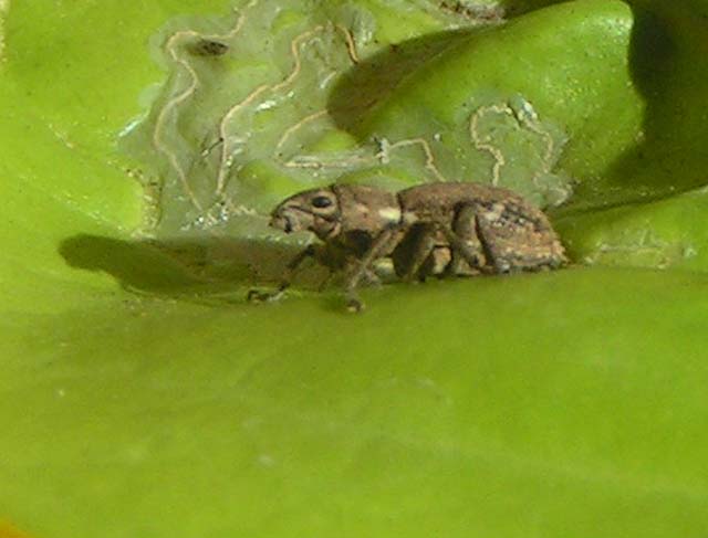 Fuller's Rose Weevil, Pantomorus cervinus