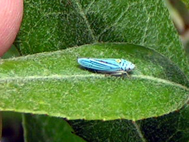 Blue Sharpshooter, Graphocephala atropunctata