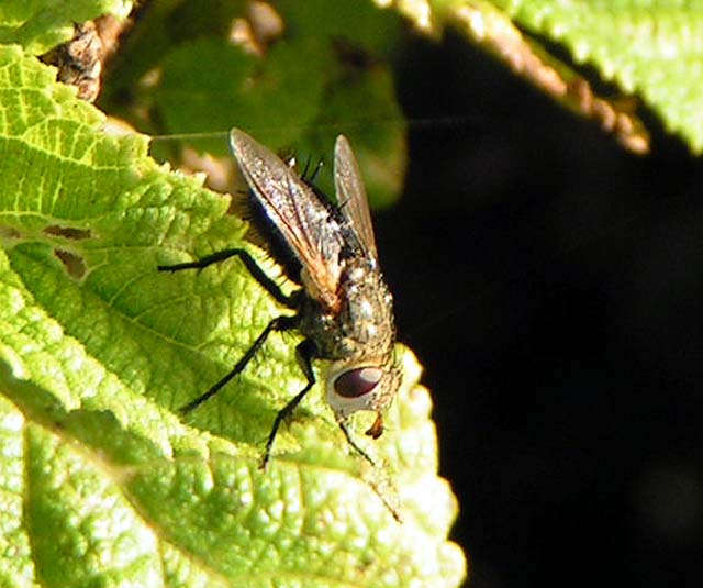 Tachinid Fly, Archytas apicifer
