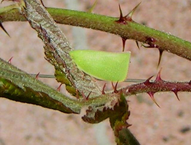 Torpedo Bug, Siphanta acuta