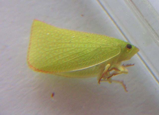 Torpedo Bug, Siphanta acuta