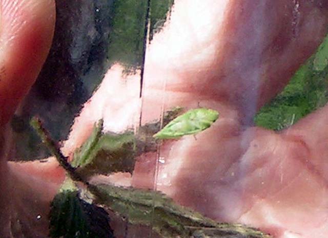 Torpedo Bug, Siphanta acuta